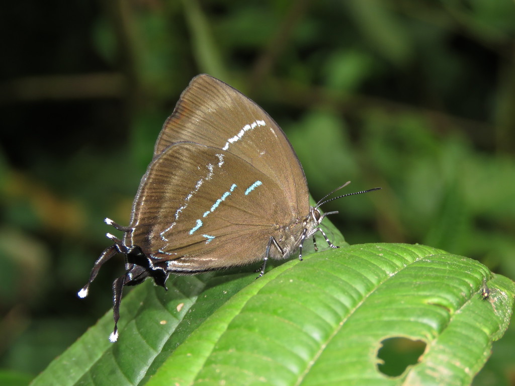 Lucilda danaus