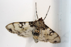 Azochis rufidiscalis