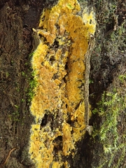 Phlebiodontia subochracea