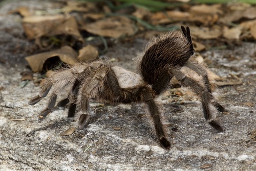 iNaturalist observation photo of Desert Tarantula