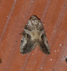 Diastema cnossia