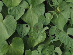 Pardosa pseudoannulata