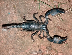 Srilankametrus indus