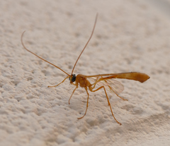 Enicospilus guatemalensis
