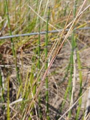 Schizachyrium littorale