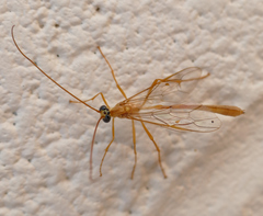 Enicospilus guatemalensis
