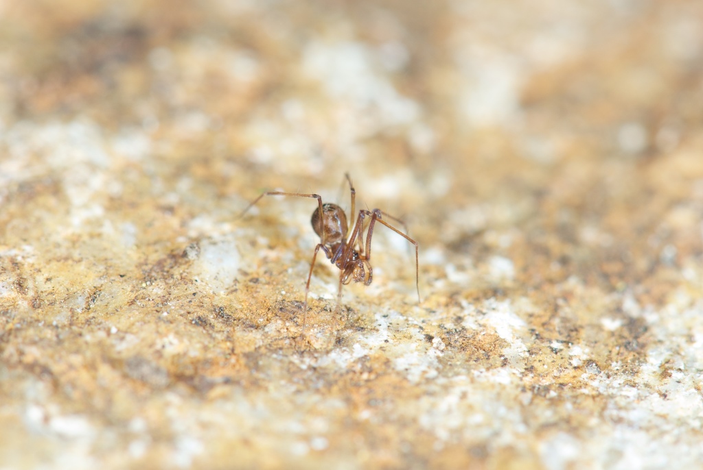 Ubick's Leptonetid Spider