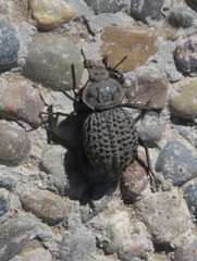 Scotobius pilularius