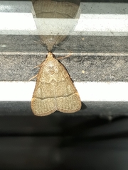 Lepidoptera