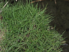 Zoysia pacifica