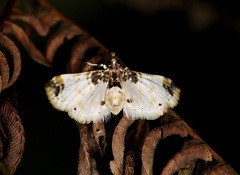 Analyta apicalis