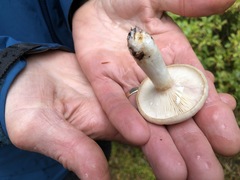 Lactarius pallescens