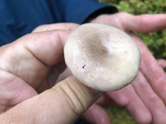 Lactarius pallescens