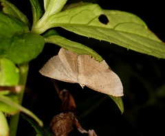 Plesiomorpha flaviceps