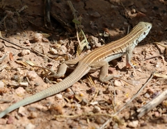 Aspidoscelis velox