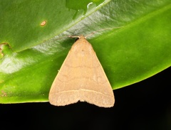 Simplicia cornicalis