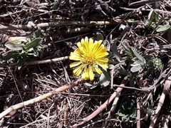 Agoseris apargioides