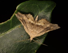 Throana pectinifer