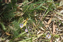 Brachyscome graminea