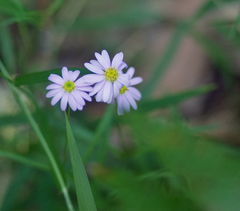 Brachyscome graminea
