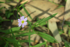 Brachyscome graminea