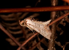 Hyperlopha compactilis