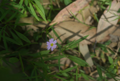 Brachyscome graminea