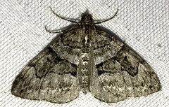Thera contractata