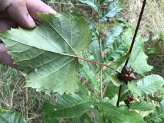 Ampelomyia vitiscoryloides