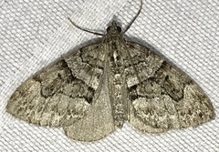 Thera contractata