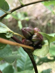 Ampelomyia vitiscoryloides