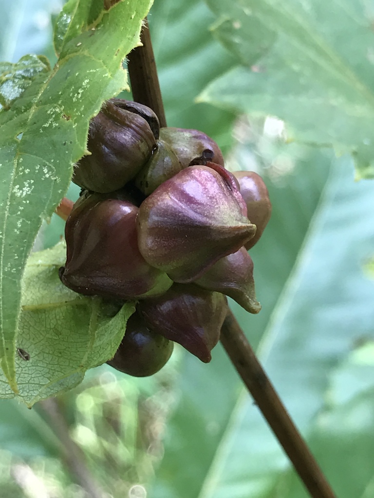 Grape Filbert Gall