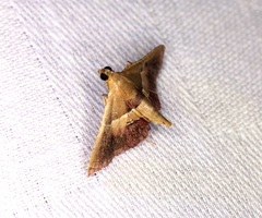 Endotricha repandalis