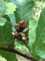 Ampelomyia vitiscoryloides