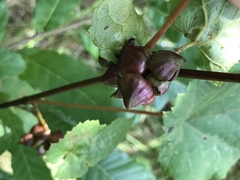 Ampelomyia vitiscoryloides