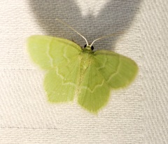 Idiochlora minuscula