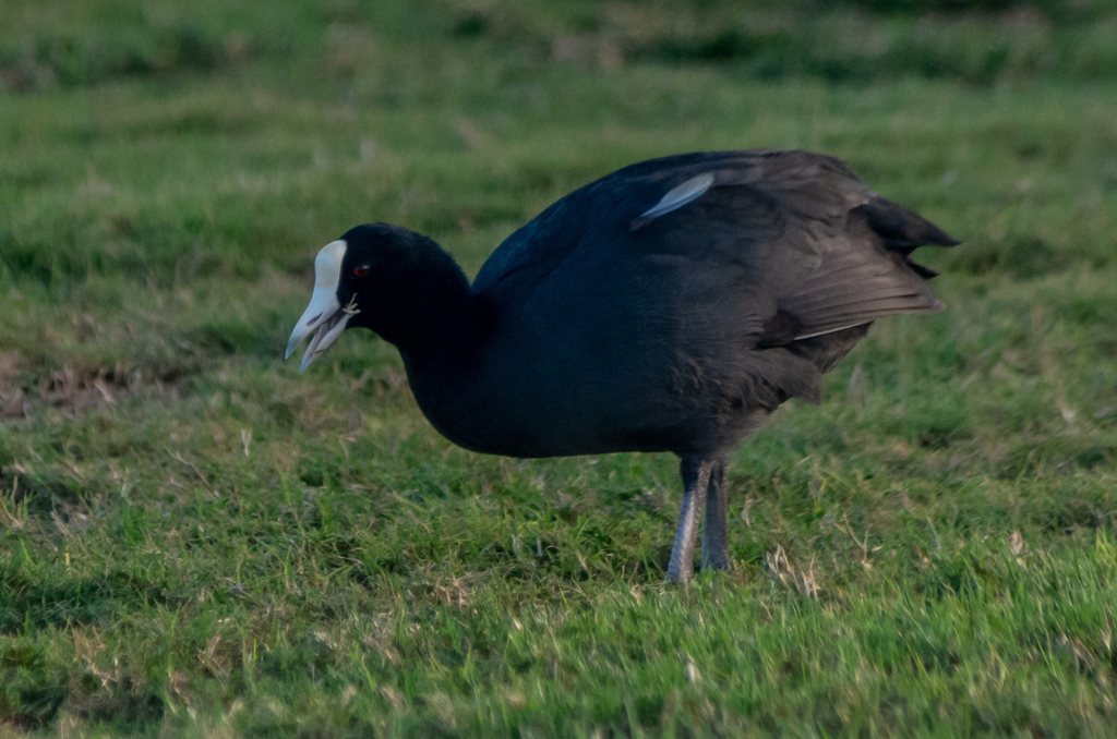 Hawaiian Coot