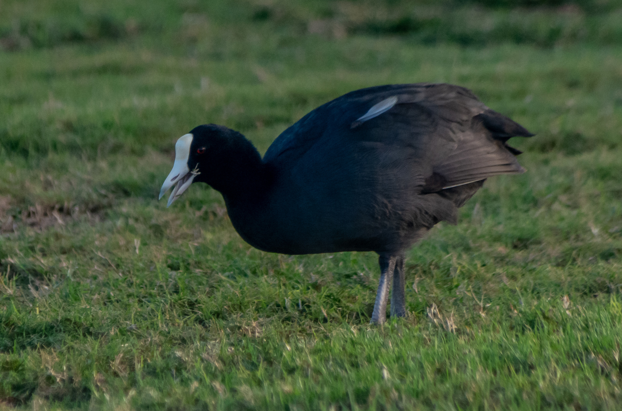 Hawaiian Coot illustration