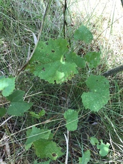 Ampelomyia vitiscoryloides