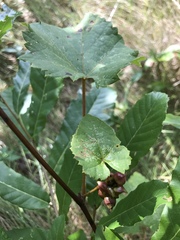 Ampelomyia vitiscoryloides