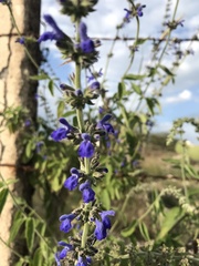 Salvia connivens