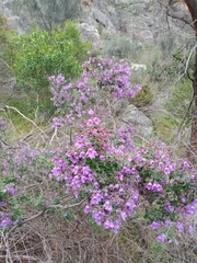 Prostanthera rotundifolia
