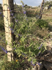 Salvia connivens