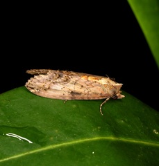 Lophoptera hayesi