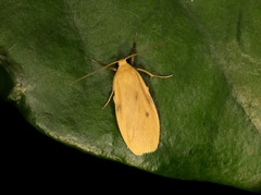 Paralithosia shaowuica