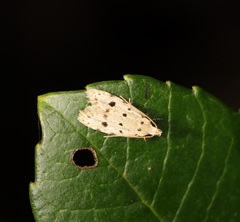 Autosticha calceata