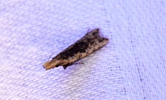 Dichomeris ochthophora