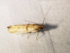 Hypargyria metalliferella