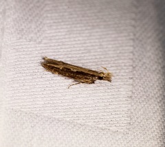 Hypatima spathota