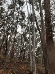 Eucalyptus rubida